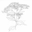 Illustrations-for-Treasured-Island