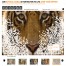 Save-Our-Tigers