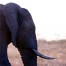 Wildlife